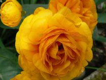 The Frugal Rose: Ranunculus